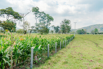 Fototapeta na wymiar landscape with fence that divides the corn crop and the paddock cattle
