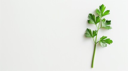 Single fresh parsley sprig isolated on white background