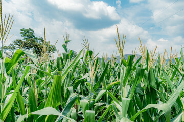Obraz premium corn plantation gleaning in the foreground
