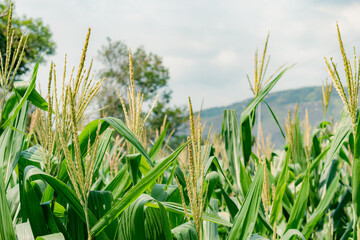 Fototapeta premium corn plantation gleaning in the foreground