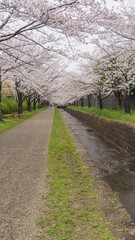日本の桜並木｜千葉市・おゆみ野四季の道・おゆみ野の道