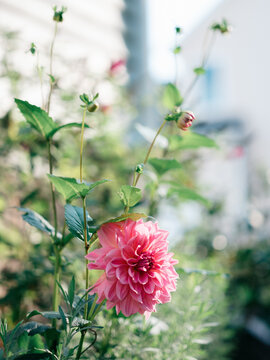 Pink dahlia in the garden