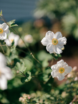 White Japanese anemone in the garden