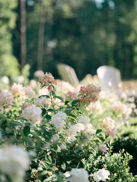 Fire Light Hydrangeas