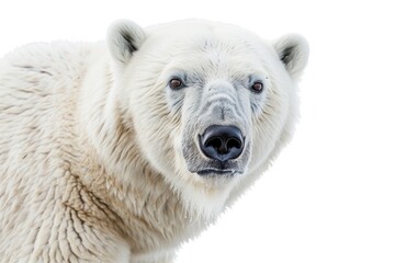 Stunning close-up portrait of polar bear against pristine white backdrop