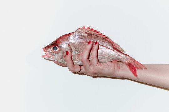 red snapper