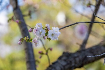 ひっそりと咲く満開の淡いピンクの桜の花