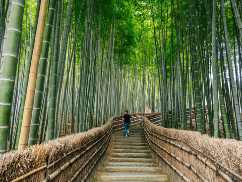 Man walking up a walkway through a bamboo field. Arashiyama, Japan. 