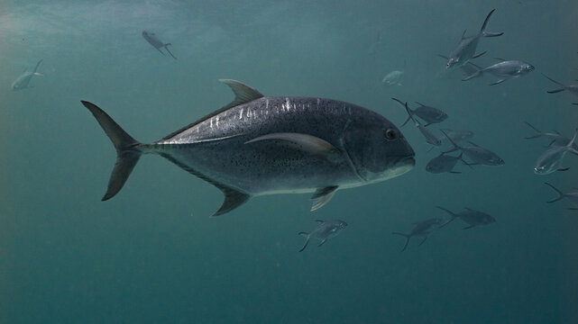 Giant Trevally swimming midwater off fuvahmulah, Maldives