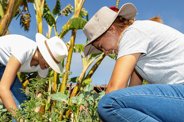 Sustainable Backyard Cultivation
