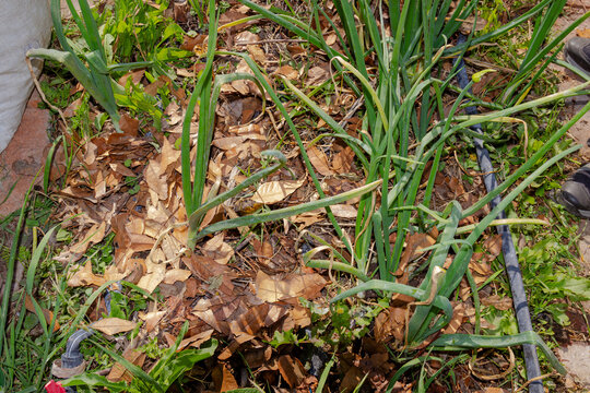 onion plants organized