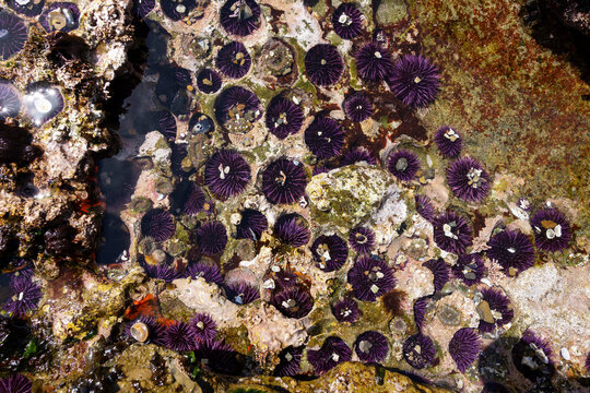 Purple Sea Urchins