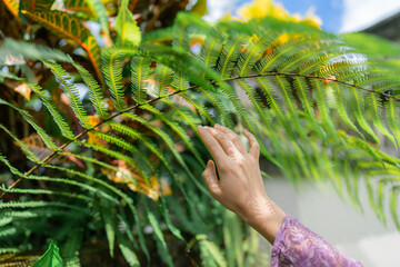 Close up of woman's hand touching fern 