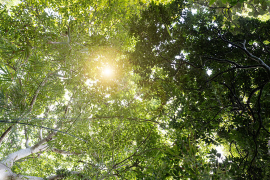 Sun rays through leaves.