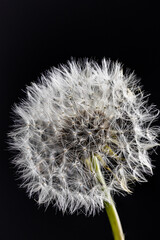 A highly detailed, close-up view capturing the delicate, fluffy seeds of a fully matured dandelion plant.