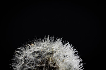 Razor sharp crown of a dandelion on contrasting black background