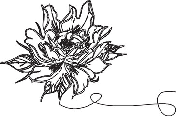 Sketch Floral Botany Collection. Magnolia flower drawings. Black and white with line art on white backgrounds. Hand Drawn Botanical Illustrations.