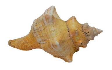 Sea shell on transparent background