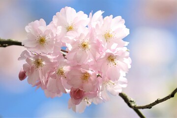 Spring. Sakura blossom. Pink flowers on branches. Macro.