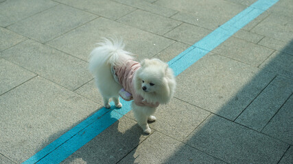 White Pomeranian puppy wearing clothes
