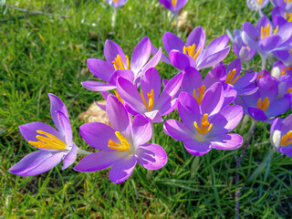 Purple crocuses on a meadow
