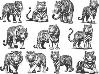 Tigers - wild animals, vector design of tigers isolated on a white background - obrazy, fototapety, plakaty