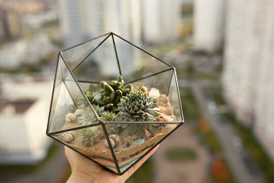 green succulents of different varieties grow in the florarium in woman's hand on balcony