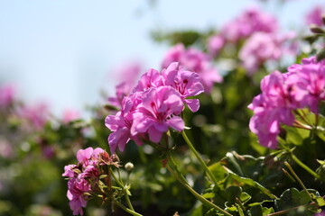flowers in the garden