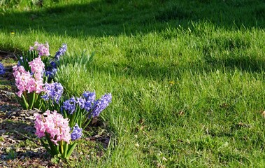 Blue and pink hyacinth flowers are exquisite blooms that captivate the senses with their vibrant...