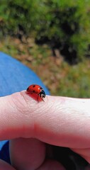 ladybird on a hand