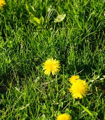Dandelions are iconic wildflowers known for their cheerful yellow blooms and delicate, feather-like seeds that dance on the breeze. These resilient plants belong to the genus Taraxacum