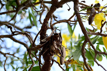 Closeup of Small wasp's nest with wasps on the branch of a tree with nature background at Thailand.