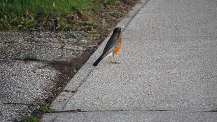  American robin is cherished for its beauty, song, and role as a harbinger of spring. Its presence...
