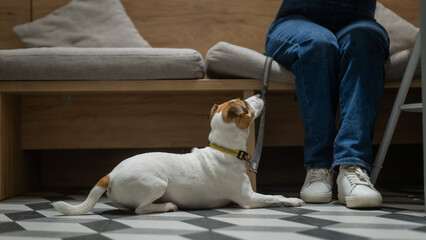Jack Russell sits on the floor in a cafe and waits for the owner in a dog friendly cafe.