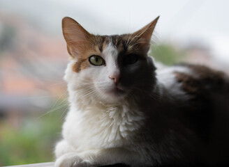 Gato sobre ventana iluminado con luz natural contrasta con su sombra