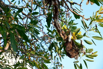 Closeup of Small wasp's nest with wasps on the branch of a tree with nature background at Thailand.