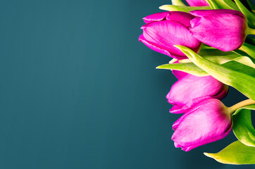 Fototapeta premium Fresh flower composition, bouquet of bi color tulips