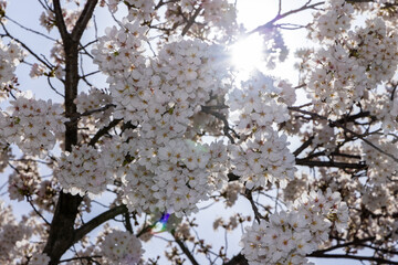 blossoms in spring