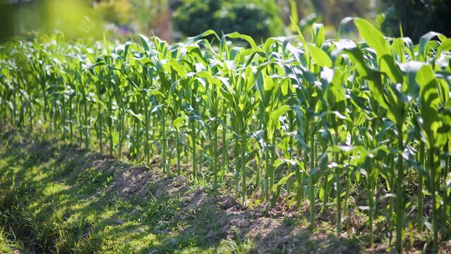 Corn plants in an organic farm.