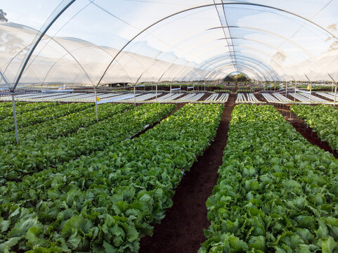 Rows of leafy greens flourishing in hydroponic greenhouse under translucent greenhouse cover
