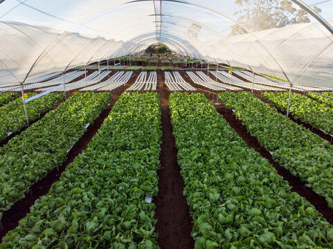 Rows of leafy greens are growing inside large hydroponic greenhouse, in hydroponic greenhouse
