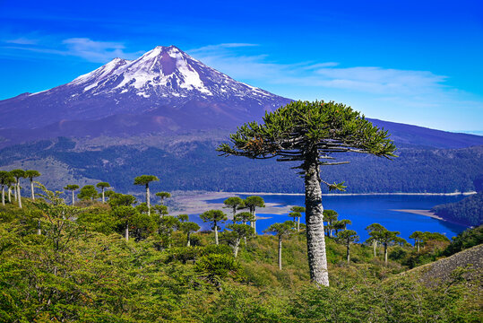 Conguillio National Park Chile Patagonia