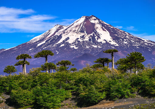 Conguillio National Park Chile Patagonia