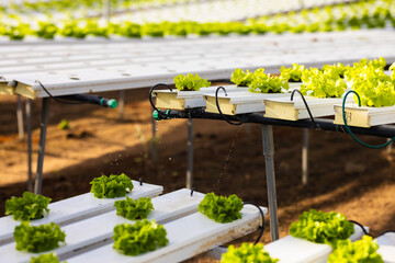 Naklejka premium Rows of leafy green plants are growing in a hydroponic farm system in a hydroponic greenhouse