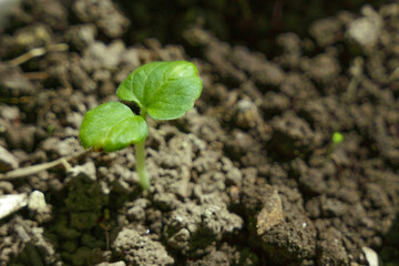 green sprout growing alone