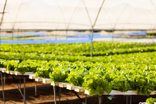 Rows of lush green lettuce growing in elevated planters fill the bright hydroponic greenhouse