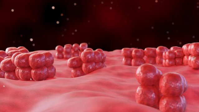 3d animation of Sarcina, tetrad characteristic morphology and able to survive in extreme low pH environment. 