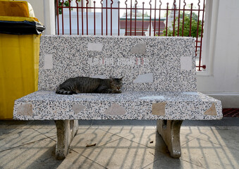 BANGKOK, THAILAND - APRIL 28, 2024: A gray tabby cat sleeps on a marble bench with yellow plastic...