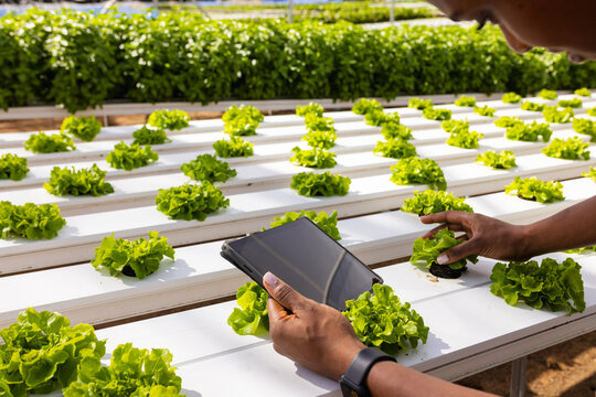 African American young male farmer checking lettuce using tablet in greenhouse