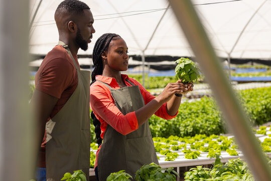 Two African American young farmers, a worker and a supervisor, examining plants in a hydroponic farm